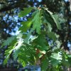 Quercus petraea